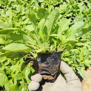 鼠尾草，地被鼠尾草，草花鼠尾草