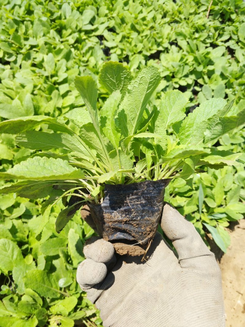 鼠尾草，地被鼠尾草，草花鼠尾草