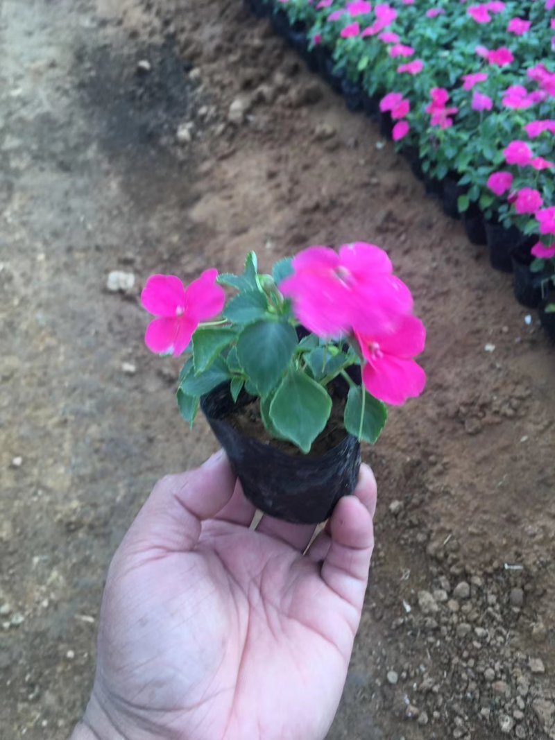 鼠尾草，地被鼠尾草，草花鼠尾草