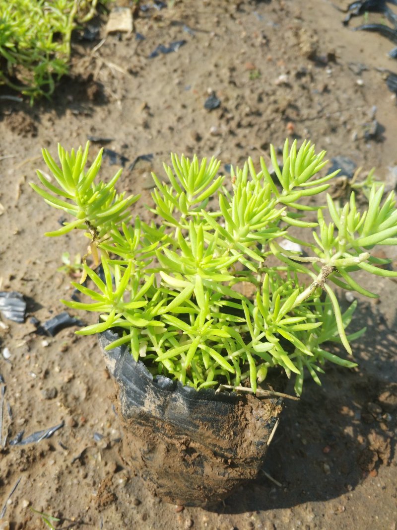 鼠尾草，地被鼠尾草，草花鼠尾草