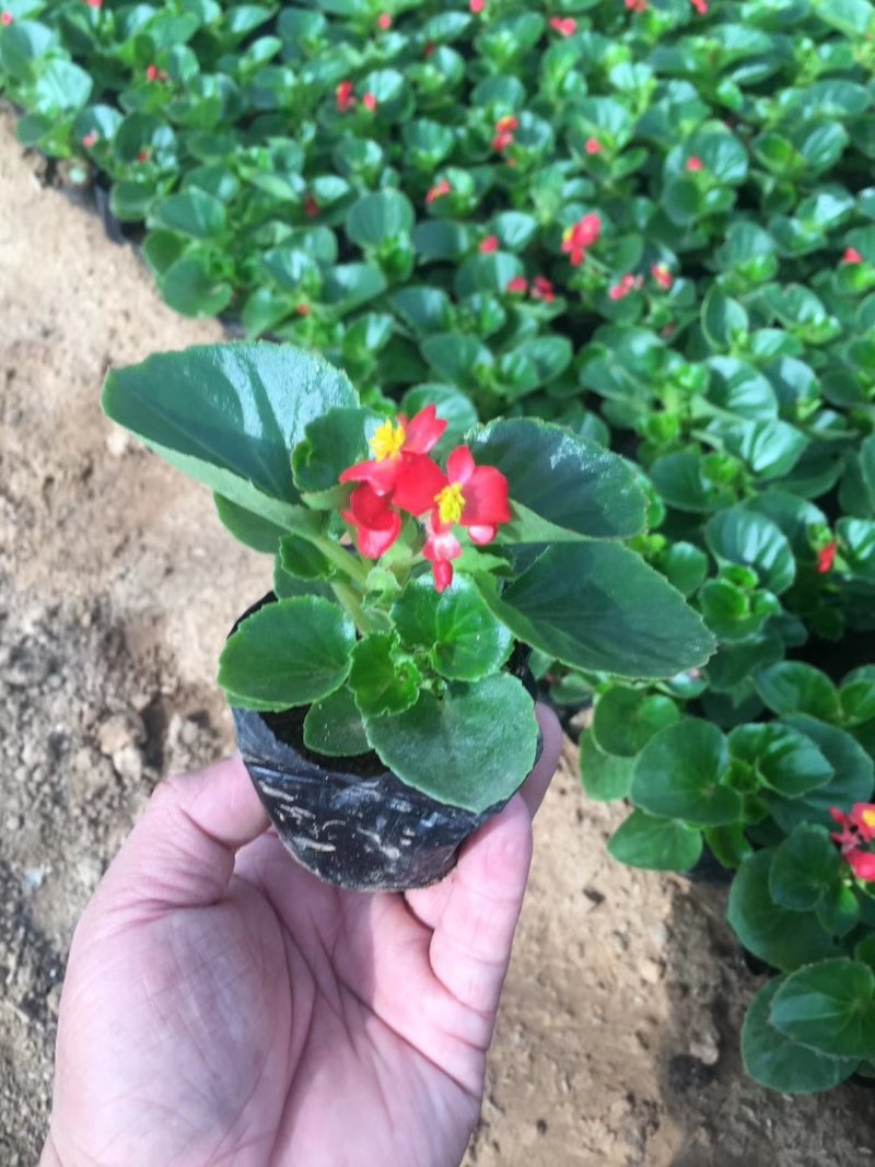 鼠尾草，地被鼠尾草，草花鼠尾草