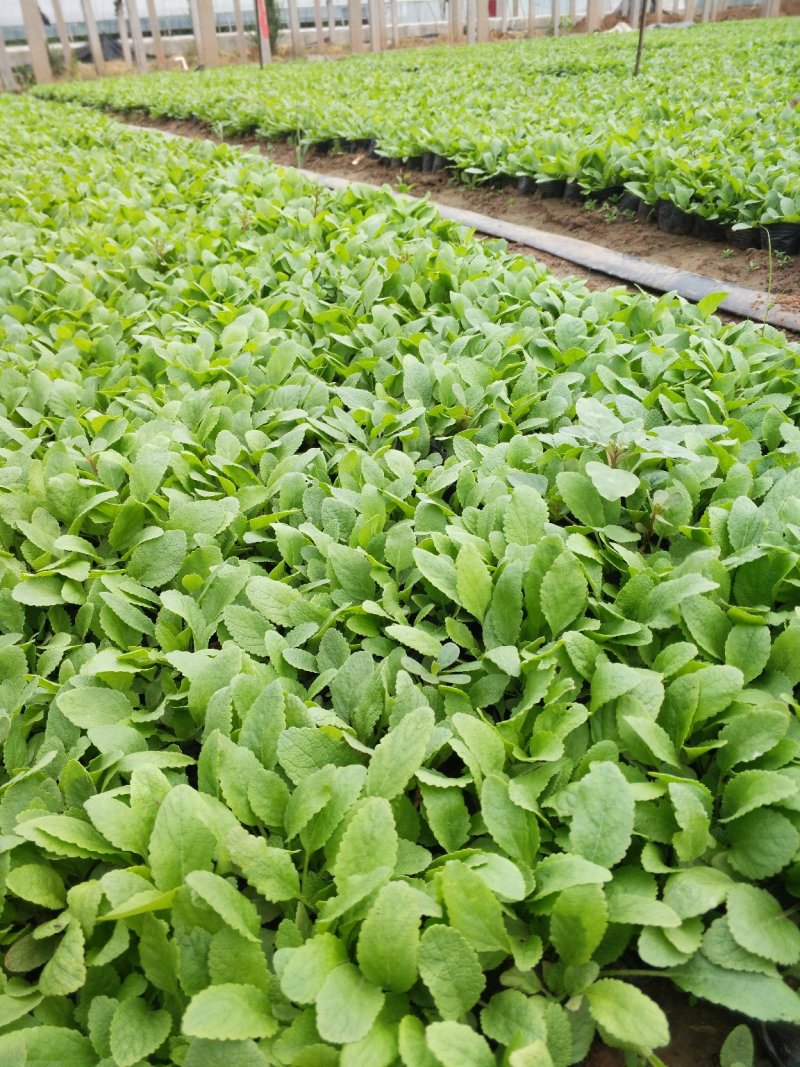 鼠尾草，地被鼠尾草，草花鼠尾草