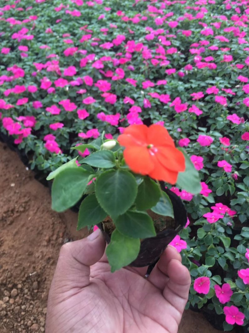 鼠尾草，地被鼠尾草，草花鼠尾草