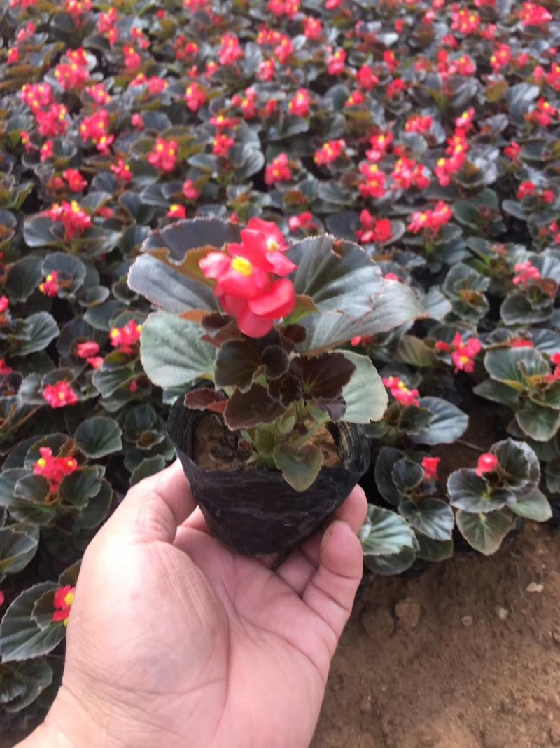 鼠尾草，地被鼠尾草，草花鼠尾草
