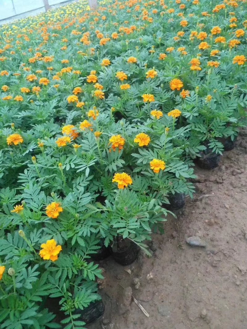 鼠尾草，地被鼠尾草，草花鼠尾草