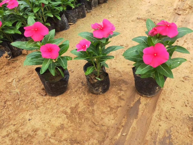 鼠尾草，地被鼠尾草，草花鼠尾草