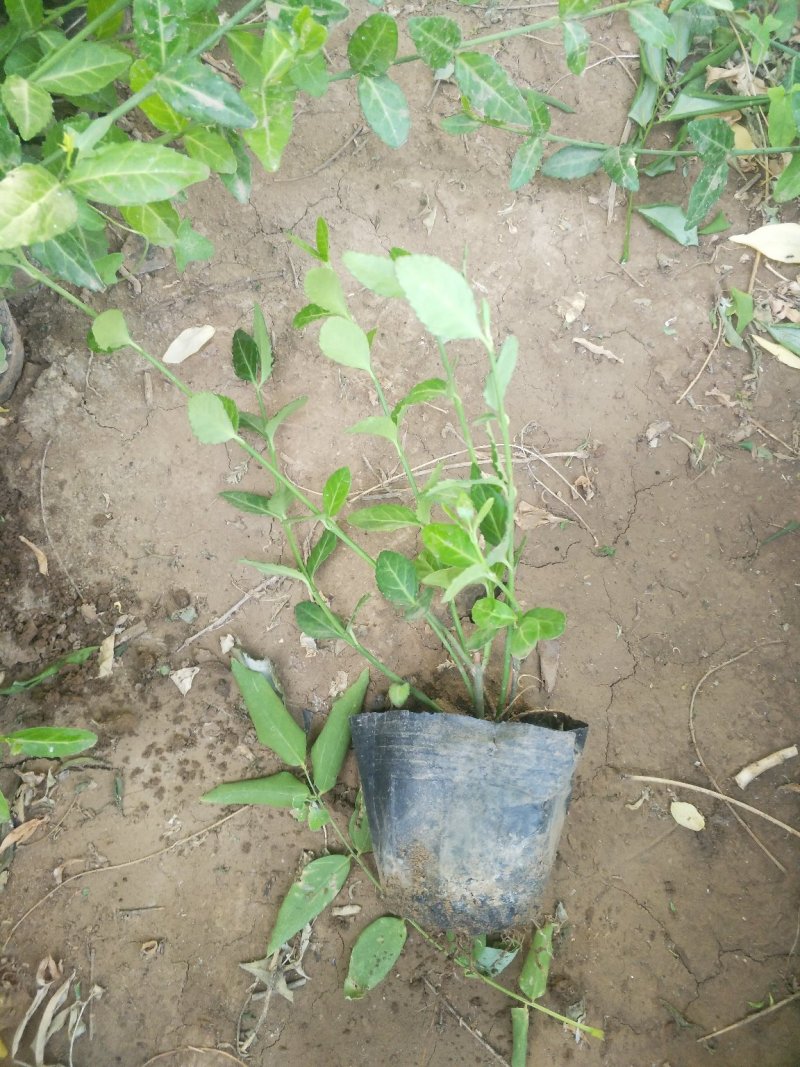 鼠尾草，地被鼠尾草，草花鼠尾草
