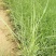 鼠尾草，地被鼠尾草，草花鼠尾草