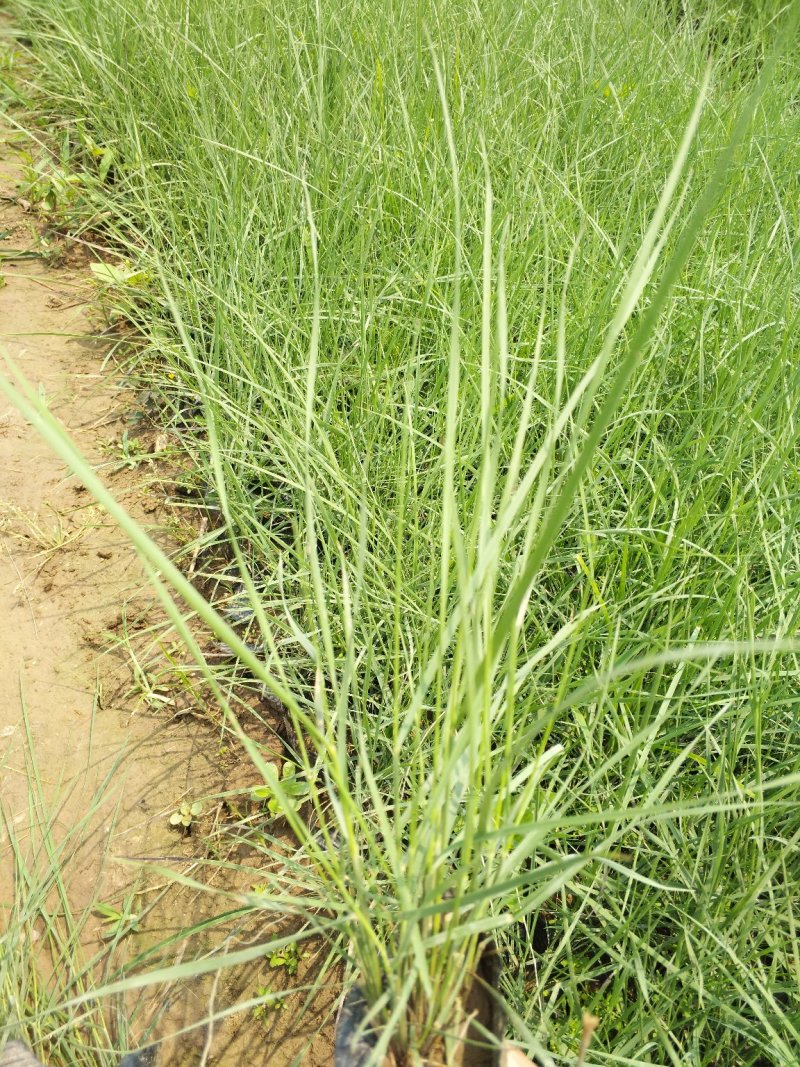 鼠尾草，地被鼠尾草，草花鼠尾草