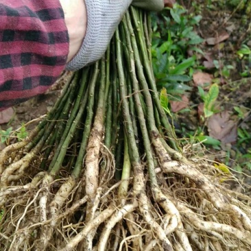 仿野生黄花远志种子苗，根系发达，种植成活率高！