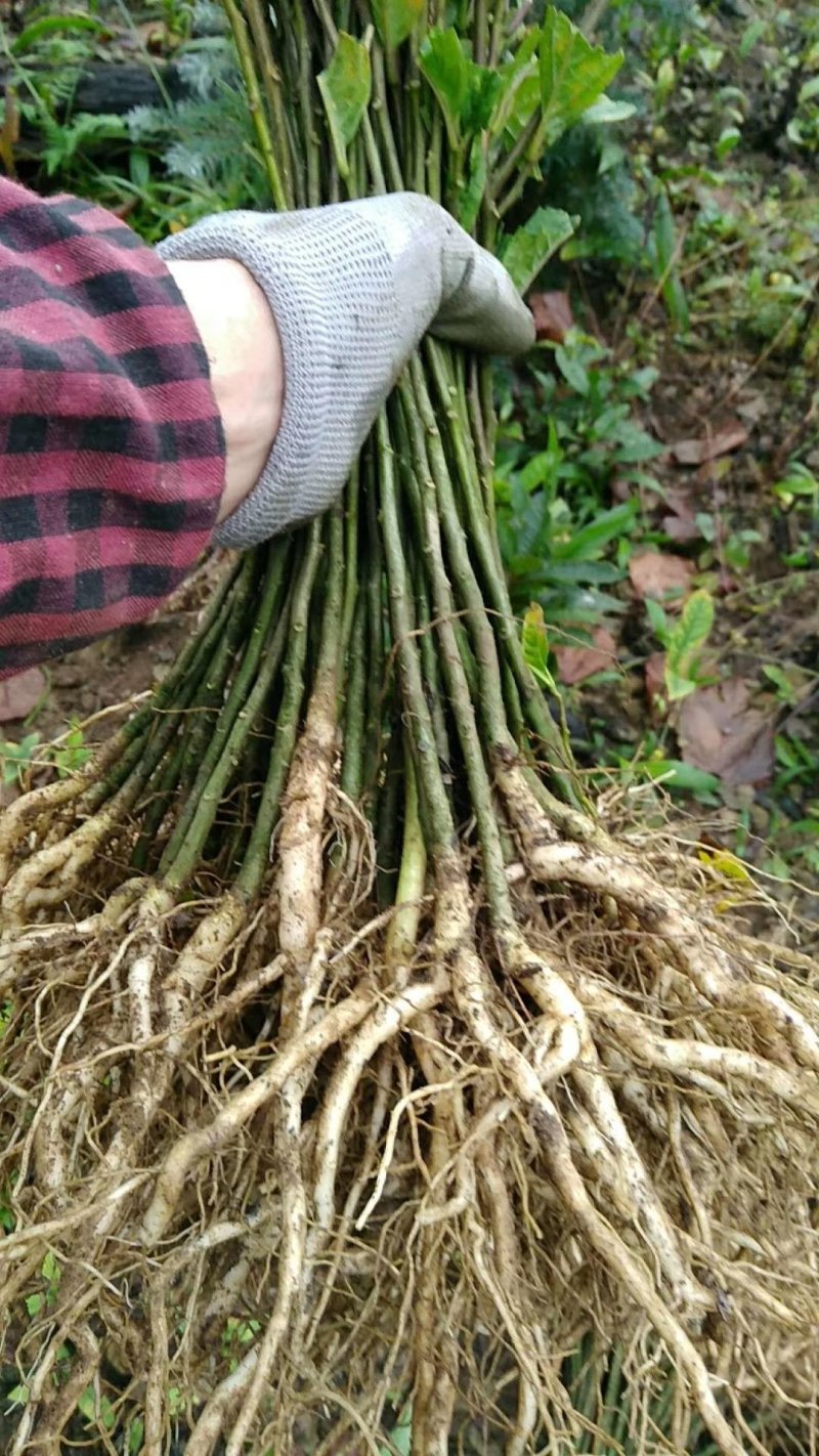 仿野生黄花远志种子苗，根系发达，种植成活率高！