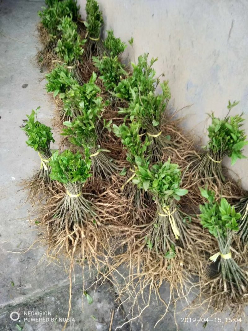 仿野生黄花远志种子苗，根系发达，种植成活率高！