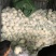 精品百花，高原夏菜，质量优质