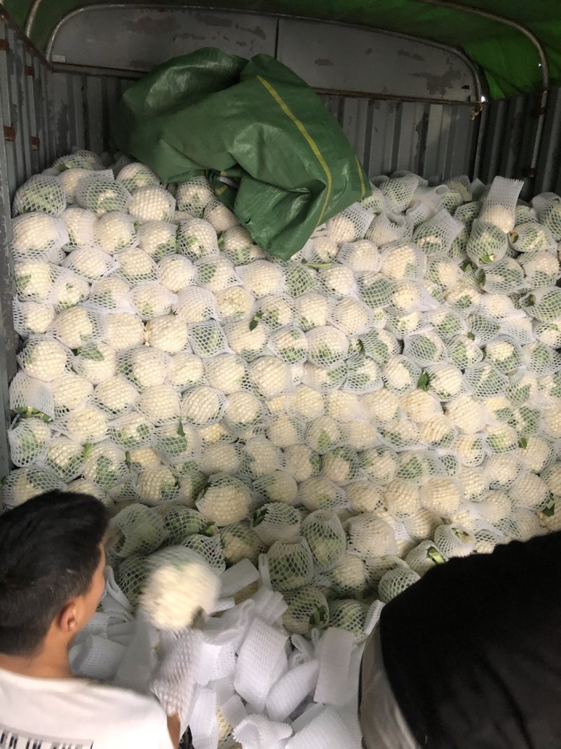 精品百花，高原夏菜，质量优质