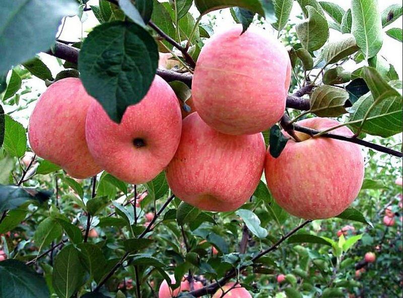矮化苹果苗，红富士苗，花牛苹果苗保品种纯度，保成活率高