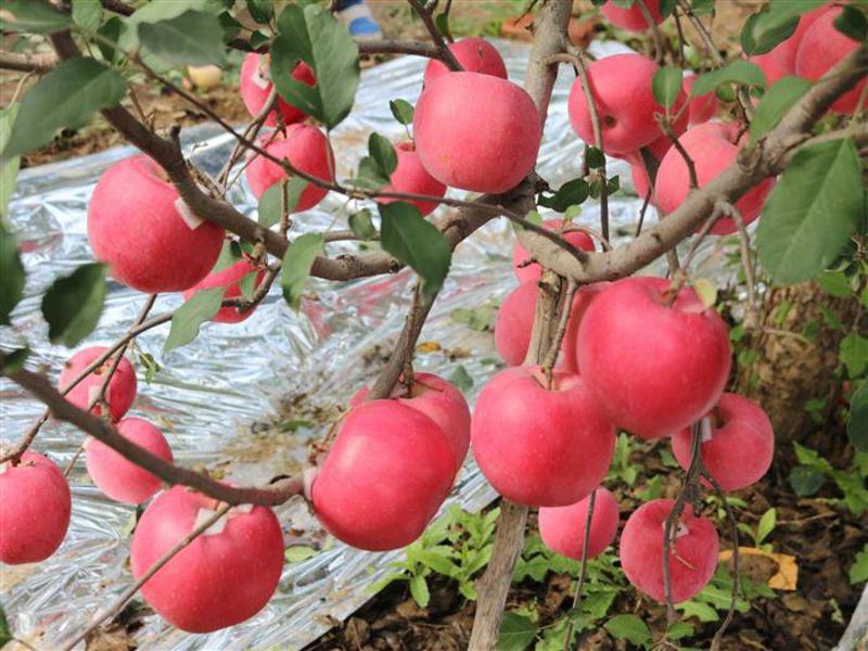 矮化苹果苗，红富士苗，花牛苹果苗保品种纯度，保成活率高