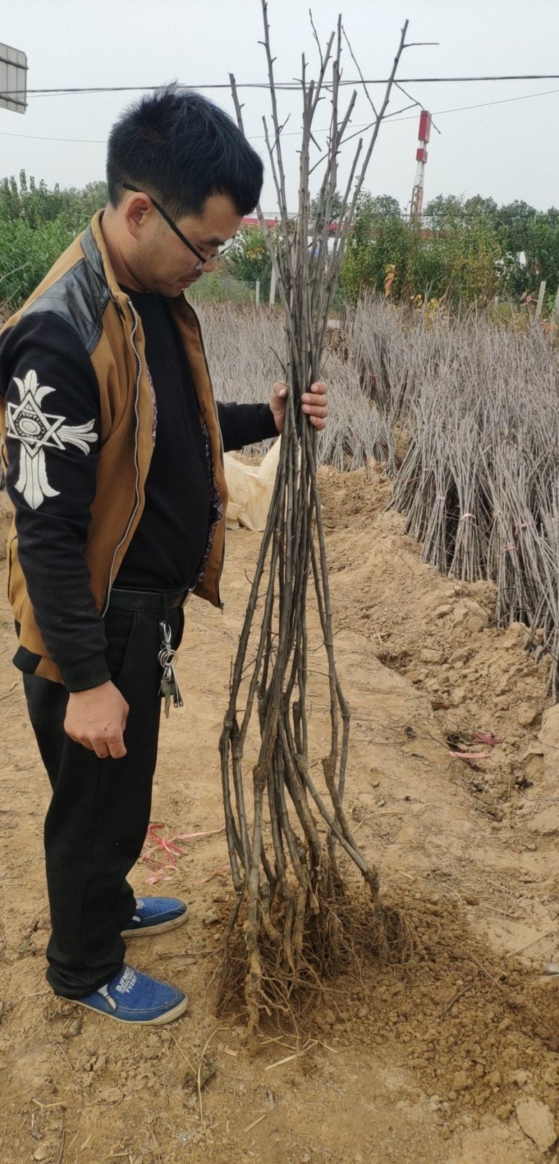 矮化苹果苗，红富士苗，花牛苹果苗保品种纯度，保成活率高