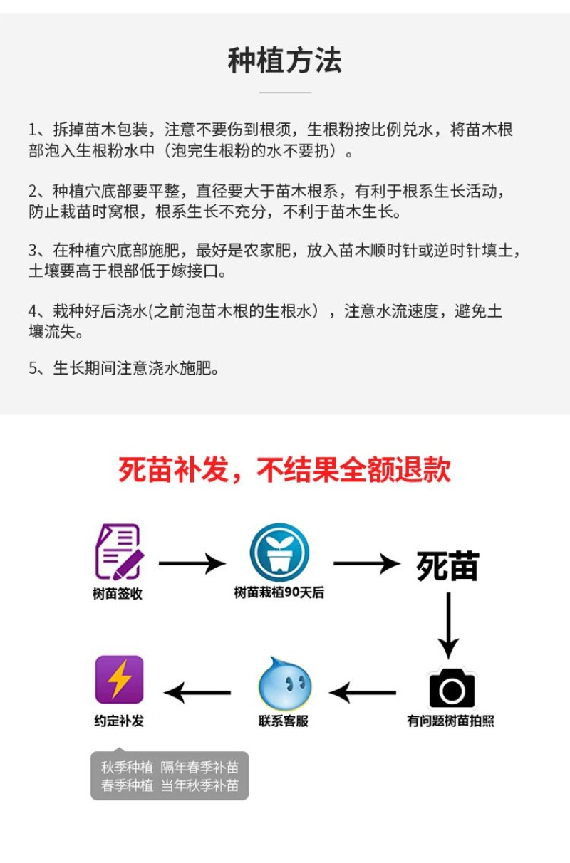 黑柿子树基地直销现挖现卖适合南北方种植