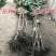黑柿子树基地直销现挖现卖适合南北方种植