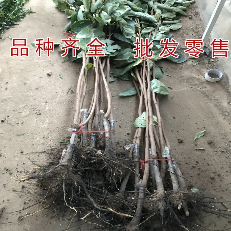 黑柿子树基地直销现挖现卖适合南北方种植