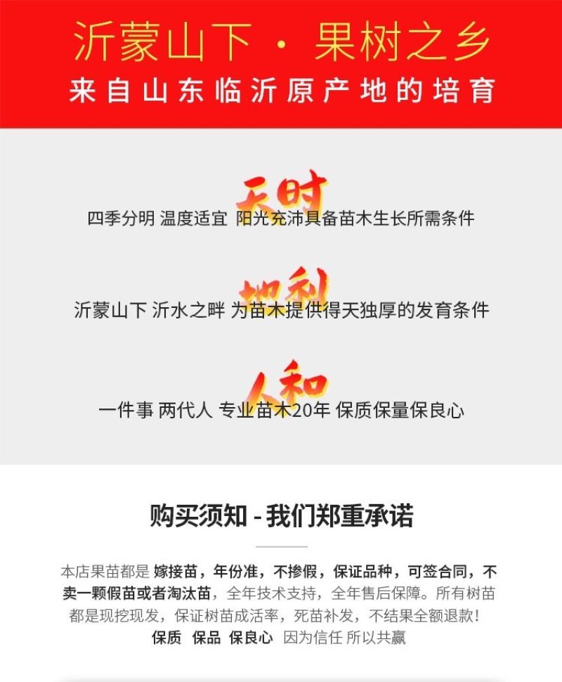 黑柿子树基地直销现挖现卖适合南北方种植