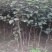 黑柿子树基地直销现挖现卖适合南北方种植