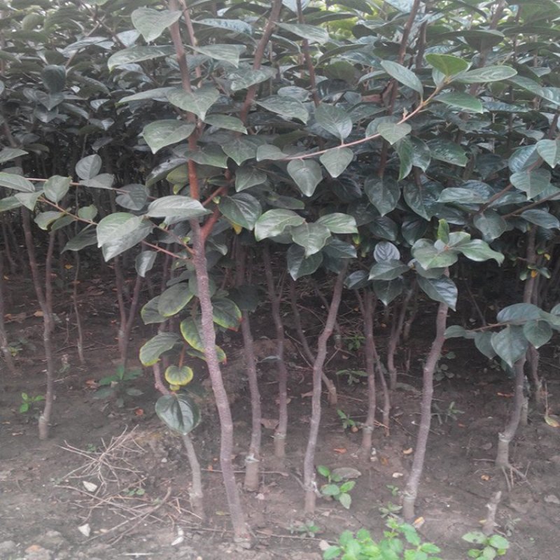 黑柿子树基地直销现挖现卖适合南北方种植