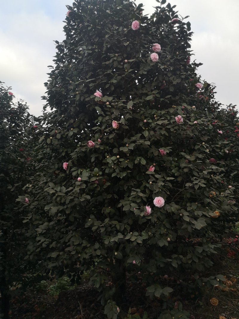 四川省宜宾高县泳清茶花种植场长年供应优质茶花树