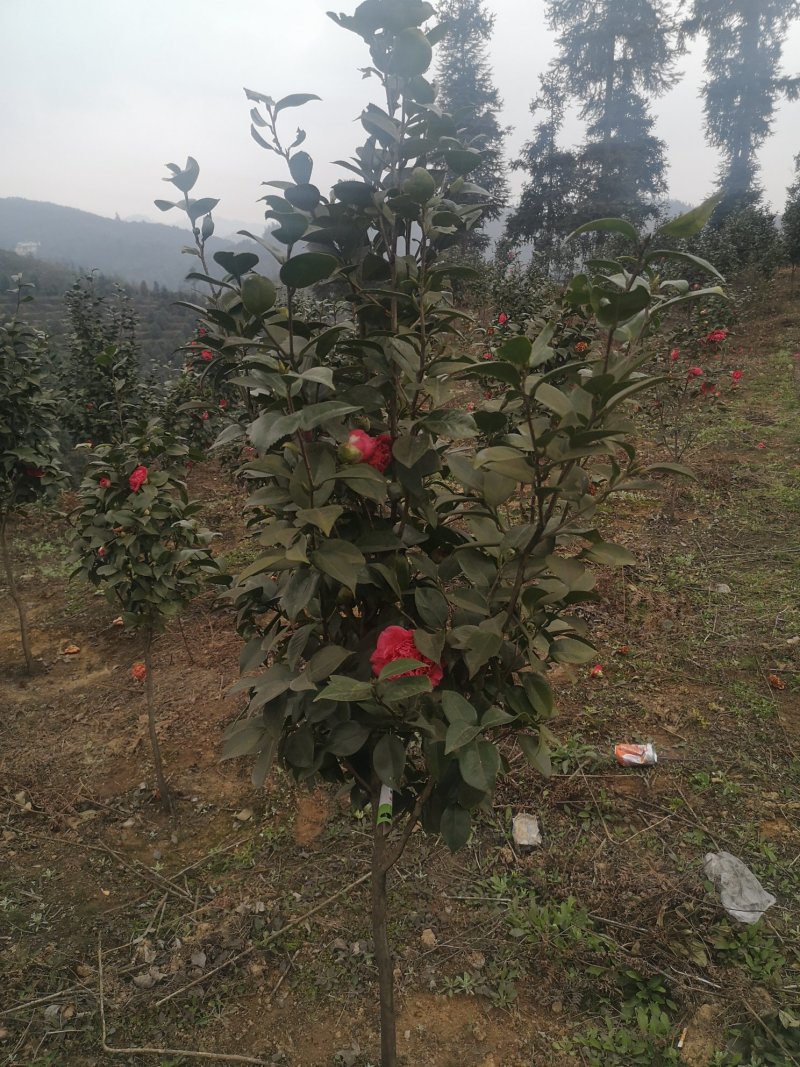 四川省宜宾高县泳清茶花种植场长年供应优质茶花树