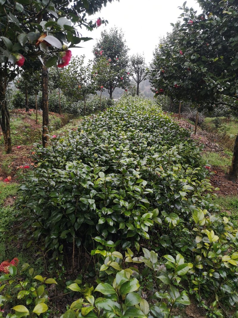 四川省宜宾高县泳清茶花种植场长年供应优质茶花树