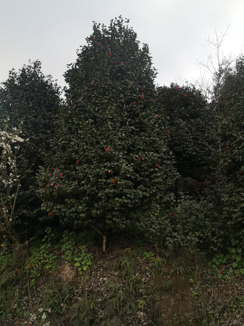 四川省宜宾高县泳清茶花种植场长年供应优质茶花树