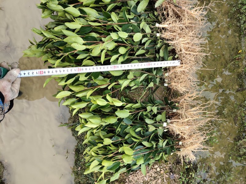 攸县湘林210系列良种嫁接油茶一年生裸根苗杯苗