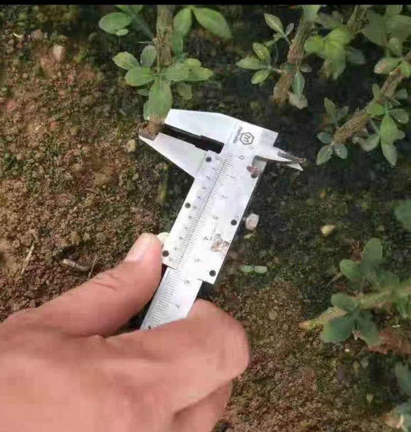 枳壳苗积壳小苗构橘苗嫁接沃柑枮木，金桔砧木