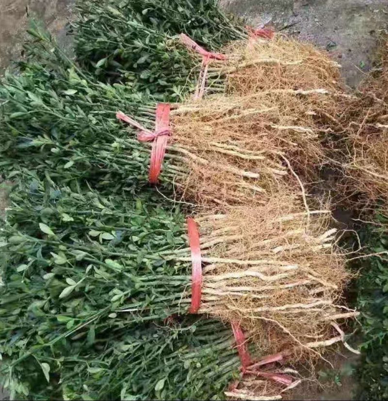 枳壳苗积壳小苗构橘苗嫁接沃柑枮木，金桔砧木