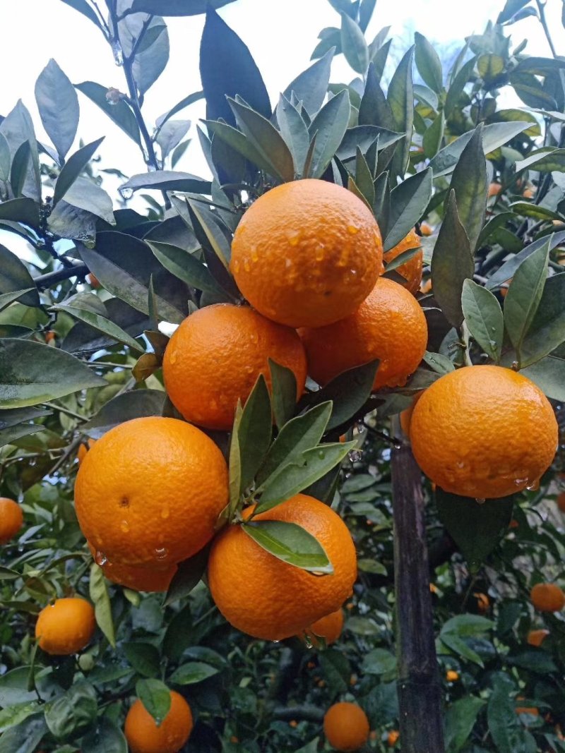 纯甜密香橙，纯甜埃及糖橙，大量高山优质纯甜蜜香橙供应