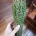 独角金【产地老挝】精品靓货