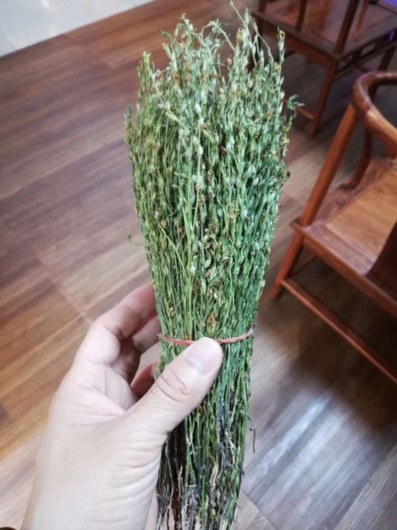 独角金【产地老挝】精品靓货