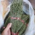 独角金【产地老挝】精品靓货