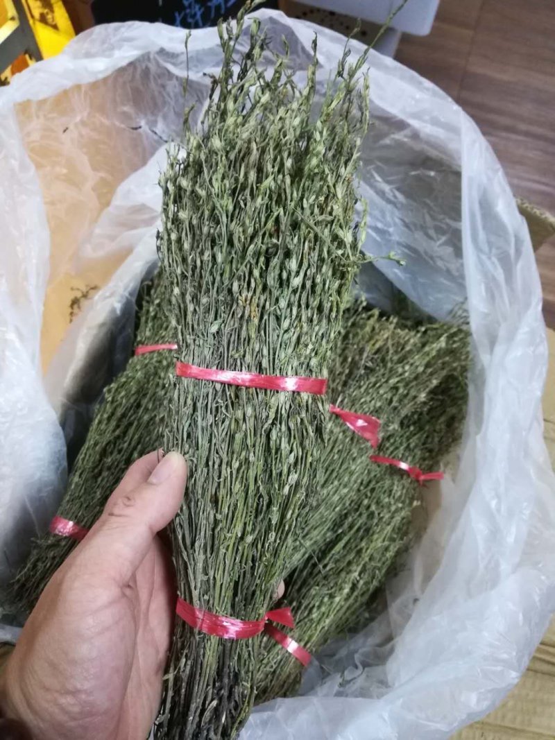 独角金【产地老挝】精品靓货
