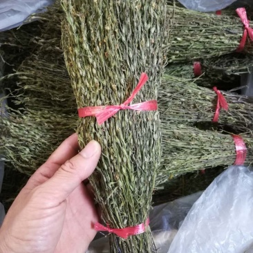 独角金【产地老挝】精品靓货