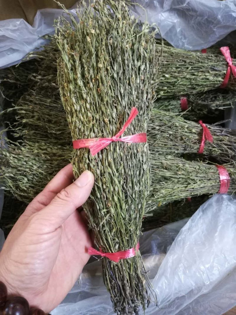 独角金【产地老挝】精品靓货