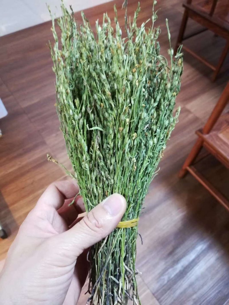 独角金【产地老挝】精品靓货