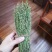 独角金【产地老挝】精品靓货
