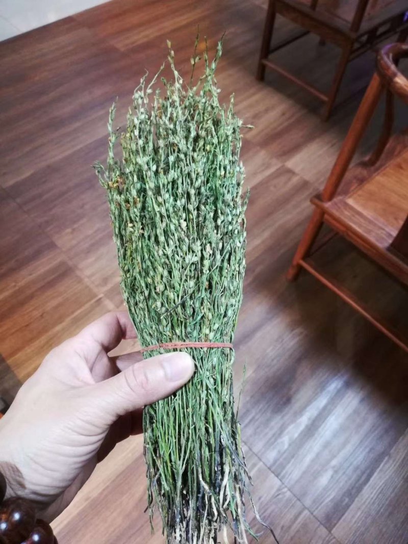 独角金【产地老挝】精品靓货
