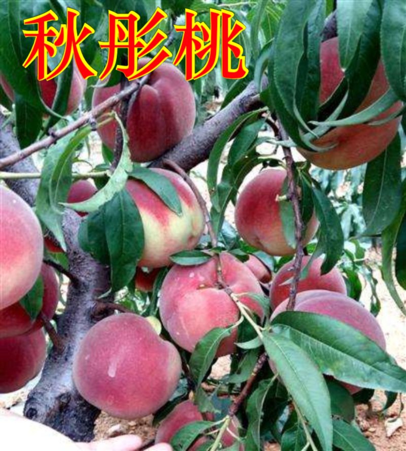 油盘桃苗，李子苗。（全国各地均可种植）