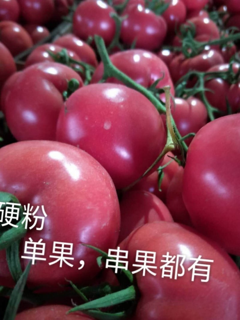 《实力甄选》连云港硬粉西红柿/对接全网弧三以上精品