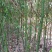 香樟树苗大小叶香樟庭院四季常青驱蚊南北方种植大型工程绿化