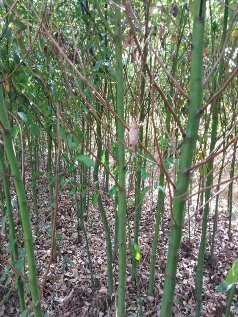 香樟树苗大小叶香樟庭院四季常青驱蚊南北方种植大型工程绿化