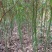 香樟树苗大小叶香樟庭院四季常青驱蚊南北方种植大型工程绿化