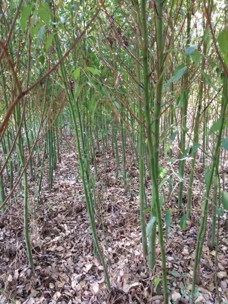香樟树苗大小叶香樟庭院四季常青驱蚊南北方种植大型工程绿化
